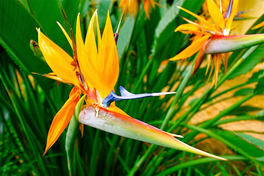 Beautiful Wallpapers for Desktop: Bird of Paradise wallpapers hd