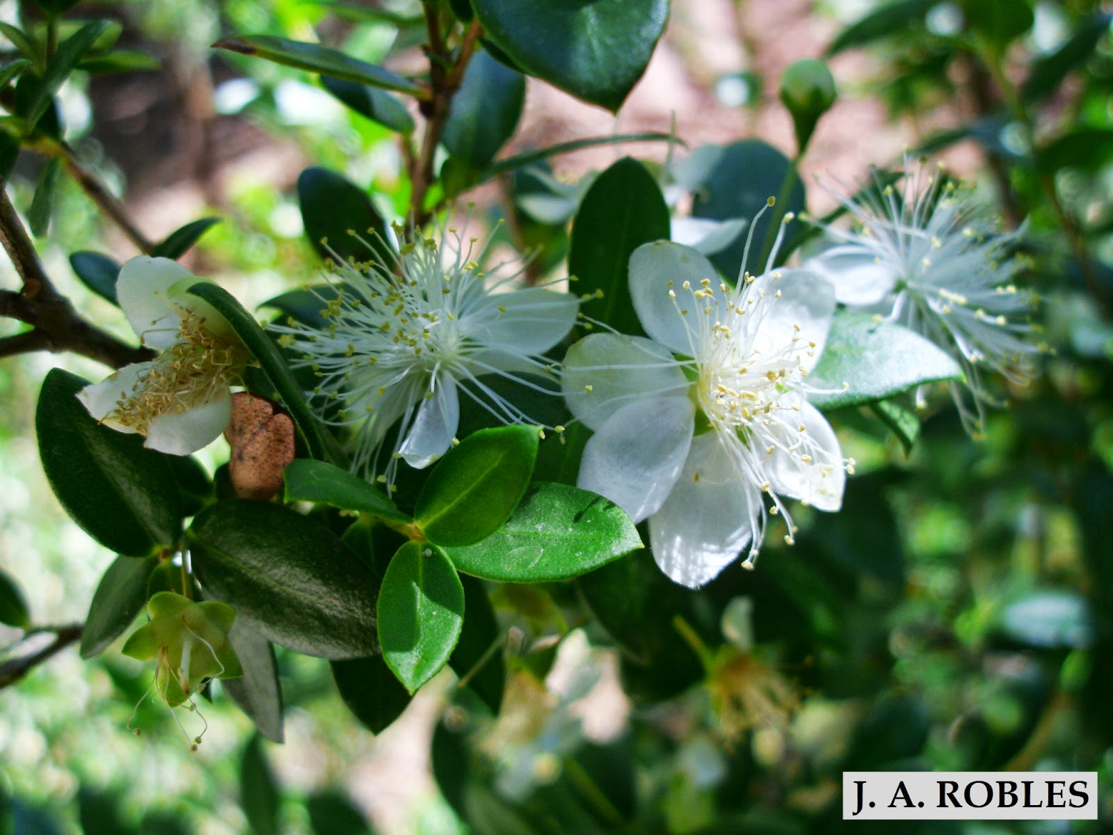 Silencio verde, la vida...: Myrtus communis (mirto, arrayán)
