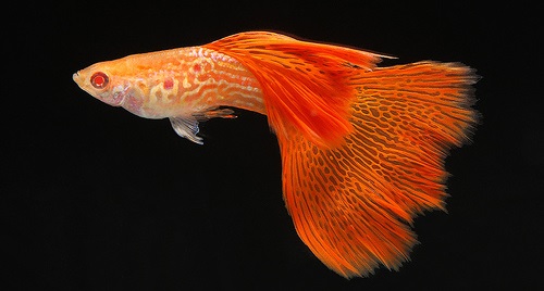 Ikan Guppy Redlace Snakeskin - Cara budidaya Ikan