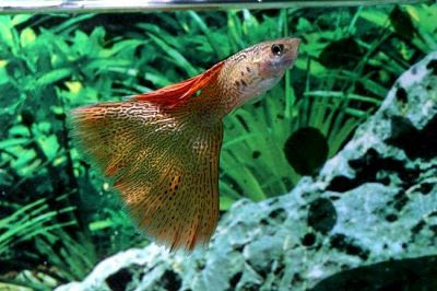 Ikan Hias Air Tawar Ikan Hias Air Tawar