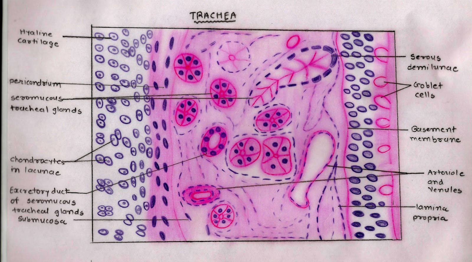 trachea histology