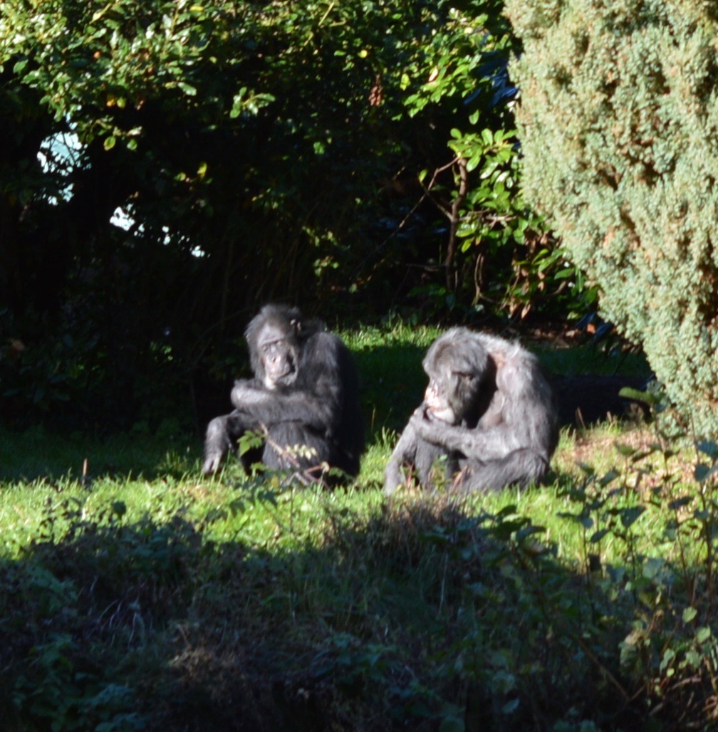 Tips for Visiting Chester Zoo from Newcastle North East Family Fun
