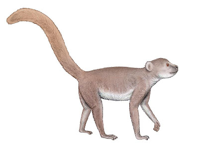 primates extintos de Madagascar Archaeolemur