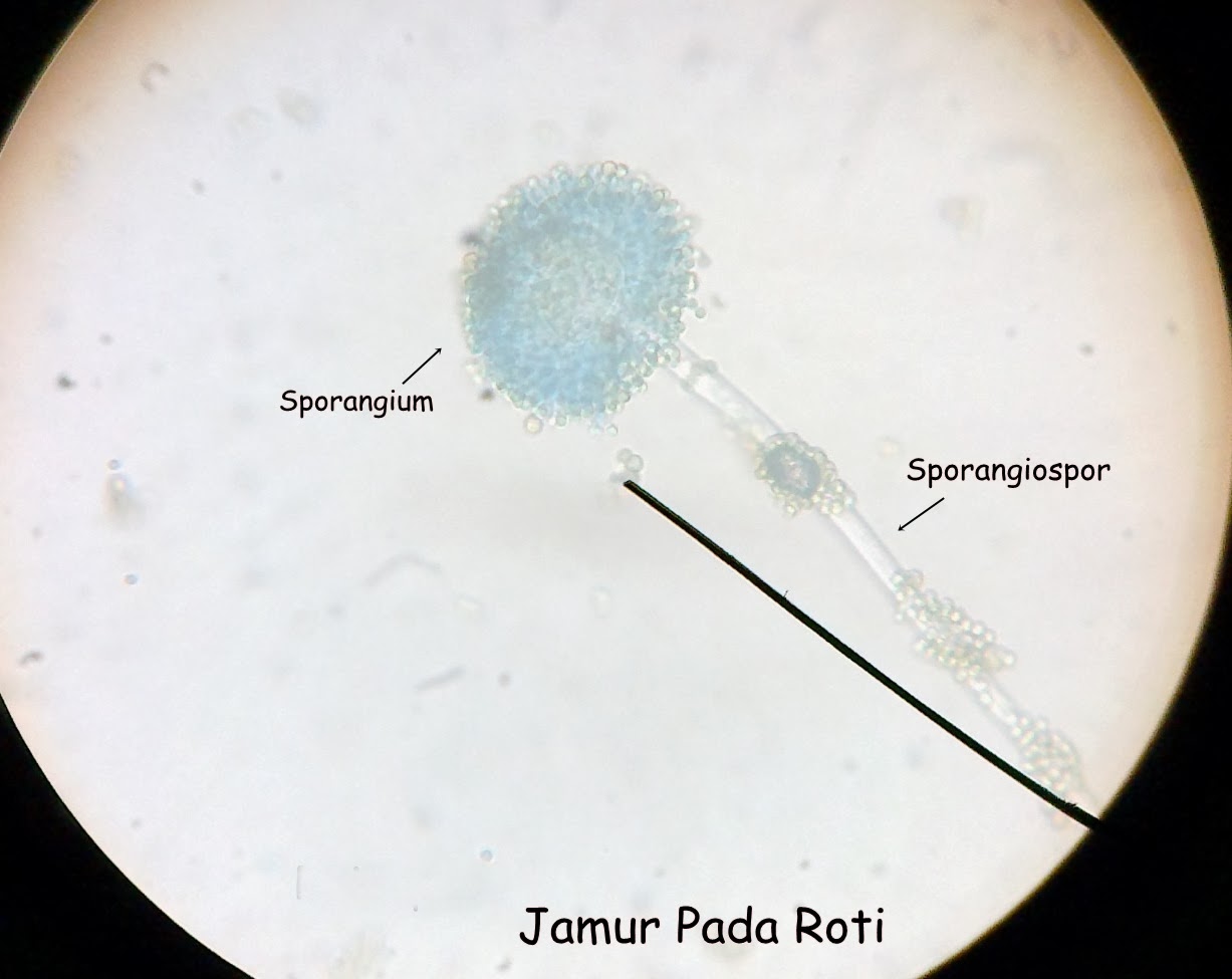 Rizqi Murtafi'ah: Jamur Pada Roti