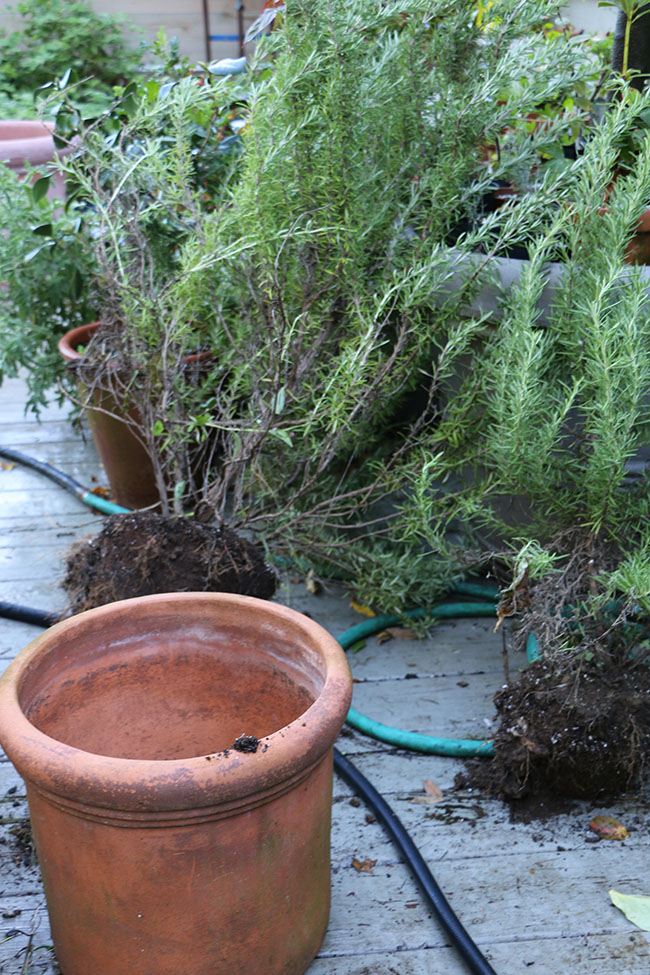 Luma Apiculata Glanleam Gold Variegated Plants Garden Trees