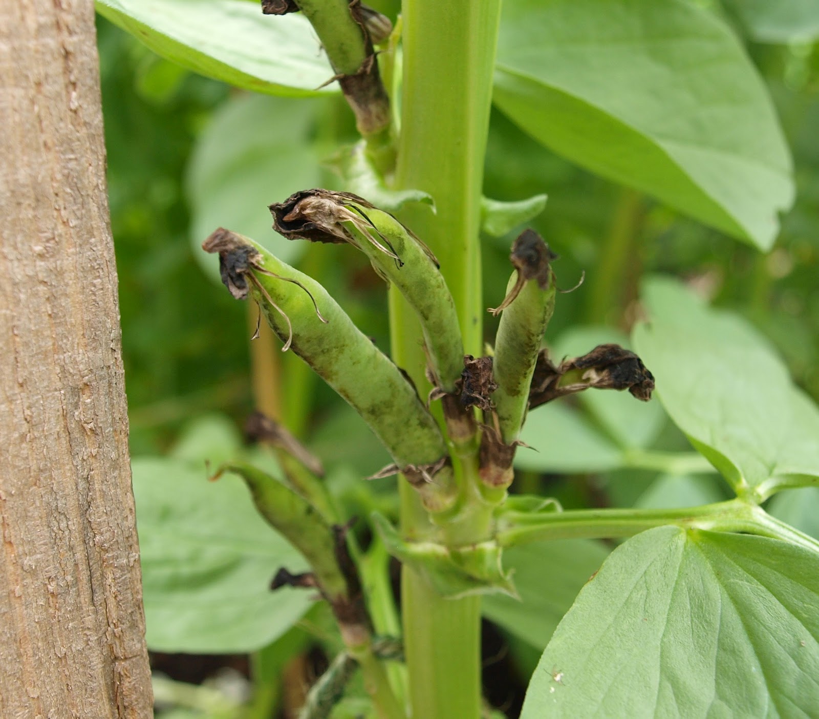 Mark's Veg Plot More on Broad Beans