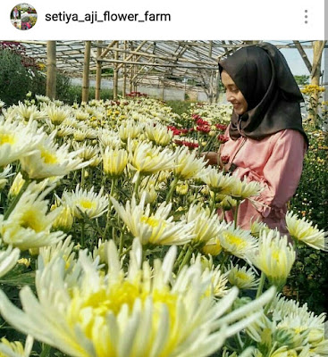 Setiya Aji Flower Farm Kabupaten Semarang 