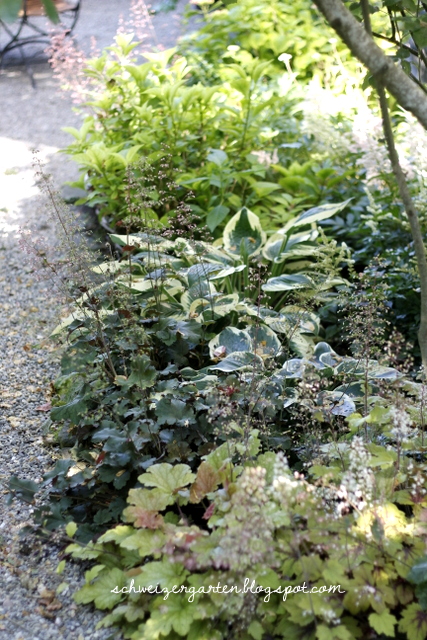 Blattschmuckstauden Fur Den Schatten Ein Schweizer Garten