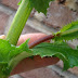 "Weeds Are Just Medicine We Forgot How To Use" 10 Common Healing Plants Found In Most Gardens