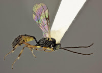 Diadegma insulare wasp (a.k.a., 'tireless killing machine'). Photo by Adamo Young, reproduced from his research article with permission.