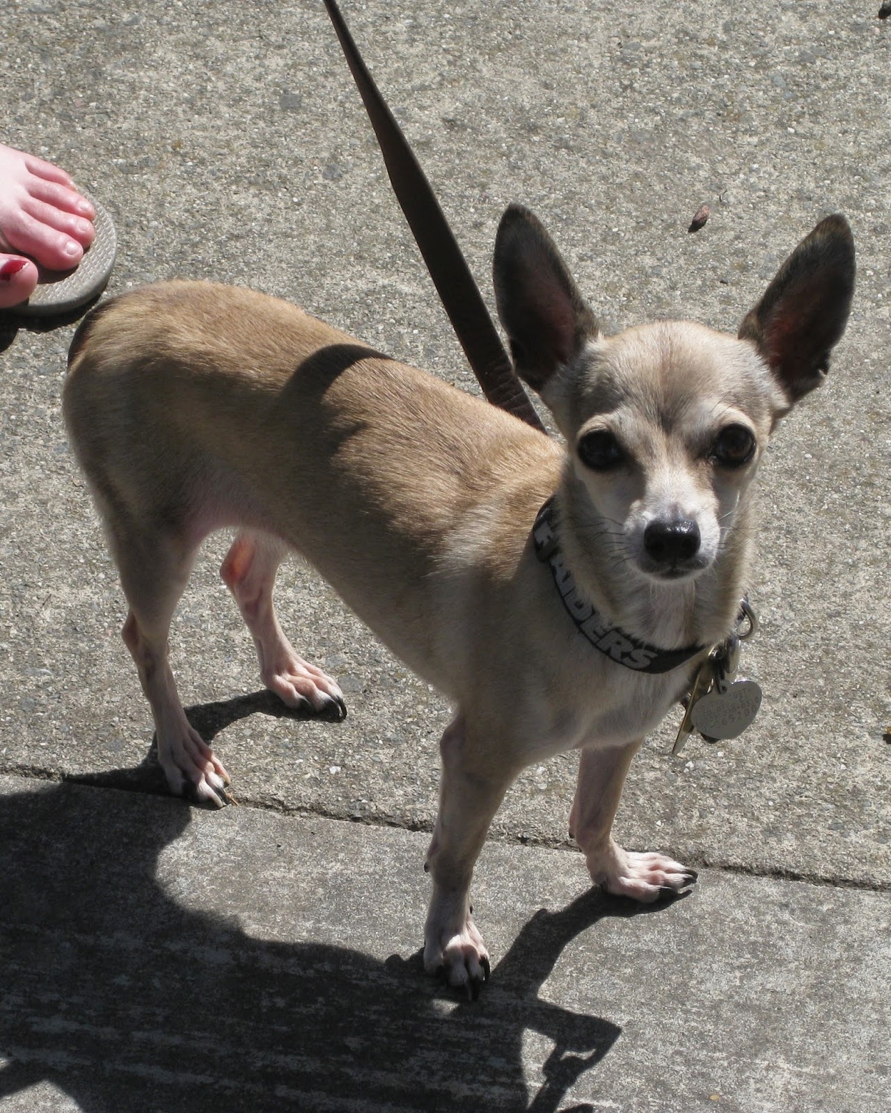 The Crazy Loony Dog Blog: A Deer Head Chihuahua...