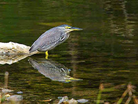 bird, Striated Heron, river reflection