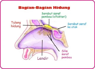 Hidung dan bagian - bagian hidung - berbagaireviews.com