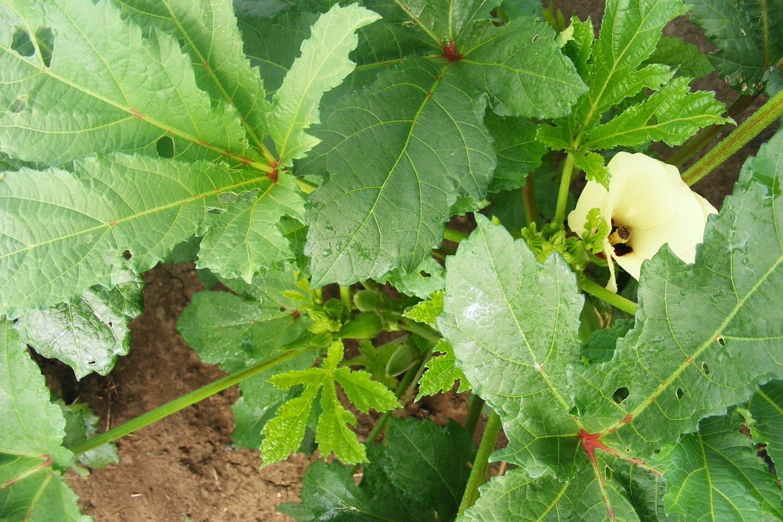 Scrumptious&hellip; What do you do with giant okra?
