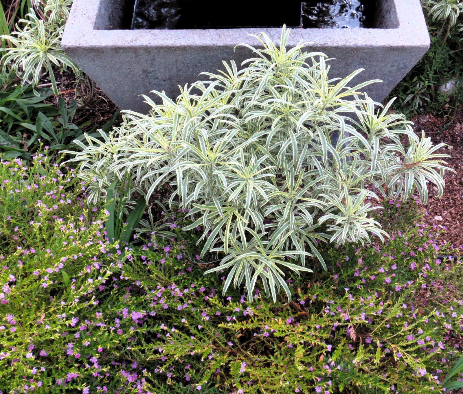 Late to the Garden Party Favorite plant of the week