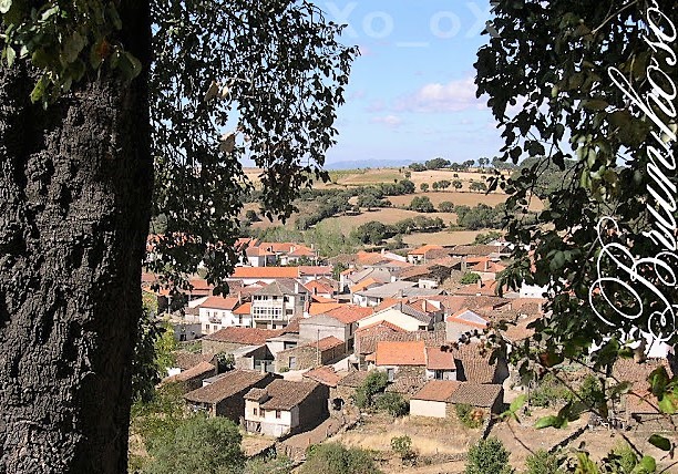 Luís Graça & Camaradas da Guiné: Guiné 61/74 - P19236: Em bom português nos  entendemos (17): os vocábulos sinceno e sincelo no nosso blogue e no  Dicionário Priberam da Língua Portuguesa