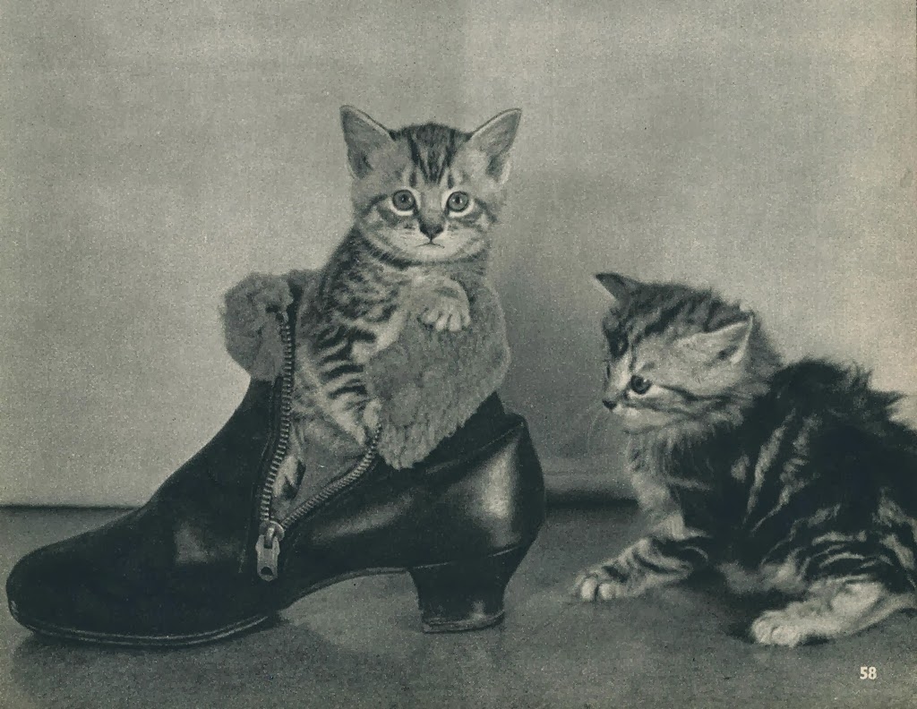 Vintage Photos of Cats From the 1950s Vintage Everyday