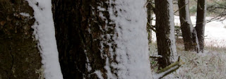 snow on tree trunks