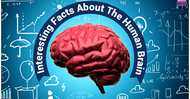 10 Interesting Facts About The Human Brain