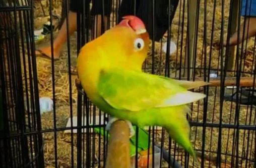 Lensa Lovebird