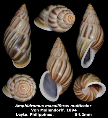Amphidromus maculiferus multicolor 54.2mm