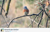 American Birder