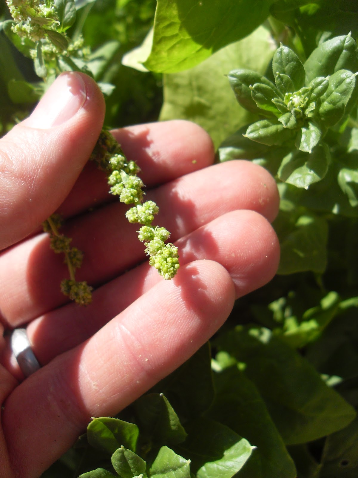 The Scientific Gardener For the Love of Spinach