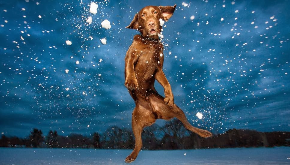 Cute dogs - part 9 (50 pics), dog jumping in the snow