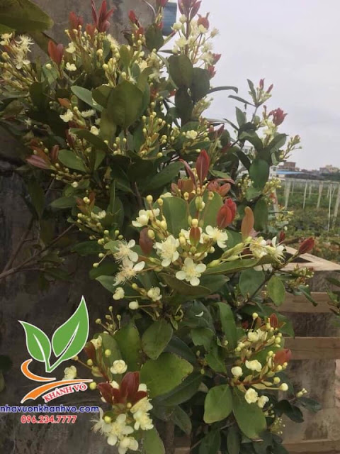 Cây cherry Brazil trồng chậu dễ trồng tại nhà 53303541_121466695616661_3238810605708115968_n