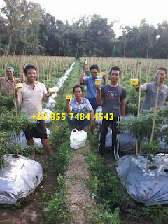 AGEN NASA DI Kecamatan Sematang Borang - TELF 082186630120 AGEN NASA DI Kecamatan Sematang Borang - TELF 082186630120