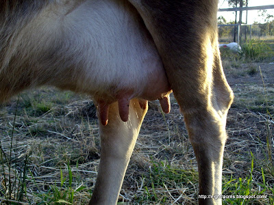 eight acres: raw milk yoghurt