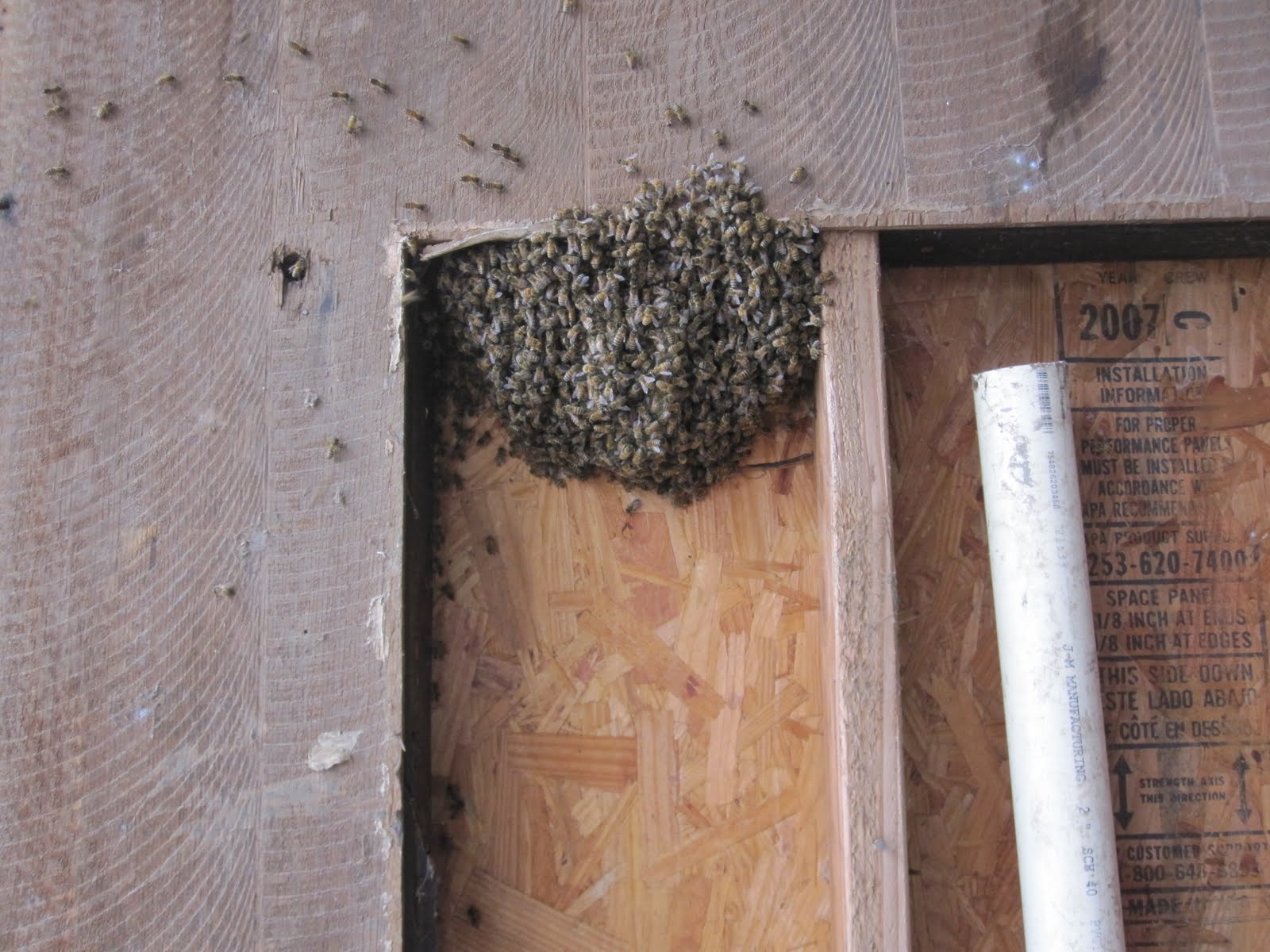 bee rescue ventura bee hive removal from wall