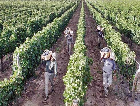 Elaboran protocolo sanitario laboral para trabajadores rurales migrantes Elaboran protocolo sanitario laboral para trabajadores rurales migrantes