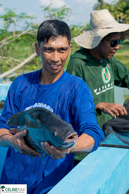 clsu tilapia farm tilapia farms in the philippines