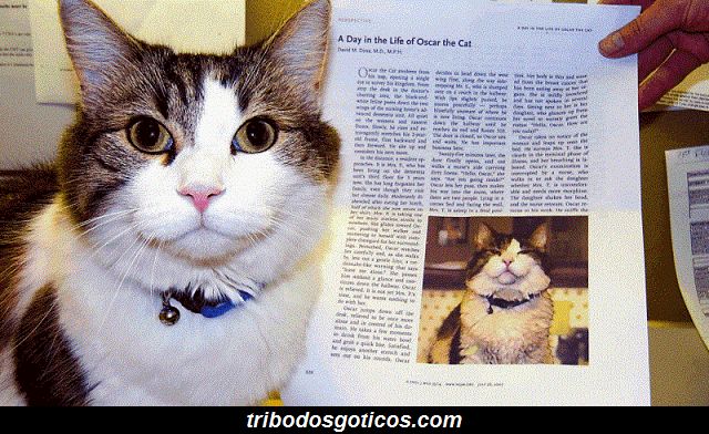 gato lindo coleira bem cuidado historia