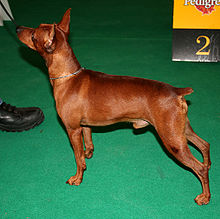 Red Miniature Pinscher dog croped tail Red Miniature Pinscher dog croped tail