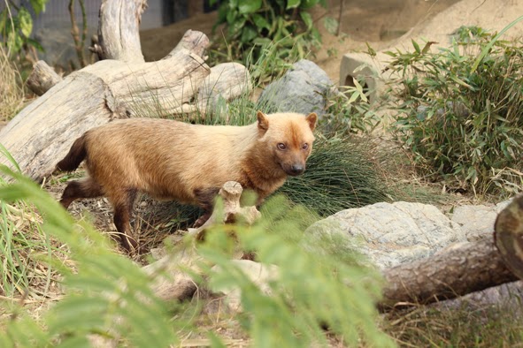 Zoos in Japan: Kyoto City Zoo