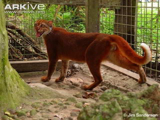 Kucing Merah Kalimantan