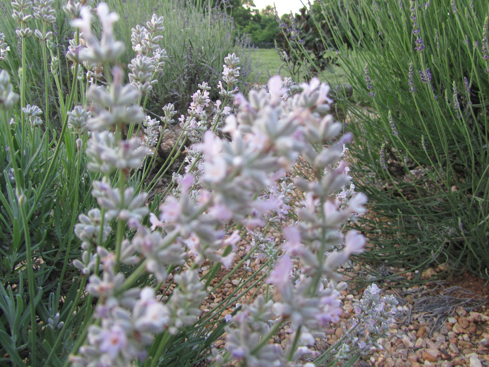Blooming Hill Lavender Farm: Pretty In Pink--Lavender, That Is!