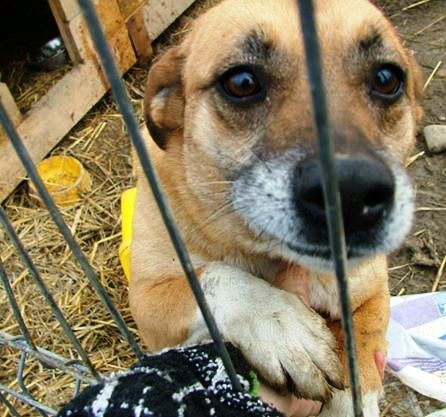 When Dogs Eat Like There Starving When Dogs Eat Like There Starving