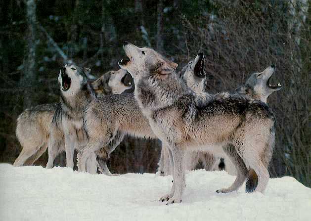 Manada de Lobos aullando ¿Por qué aullan los lobos?