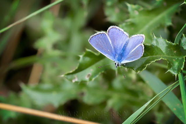 A male common blue butterfly rests on a green leaf with wings open