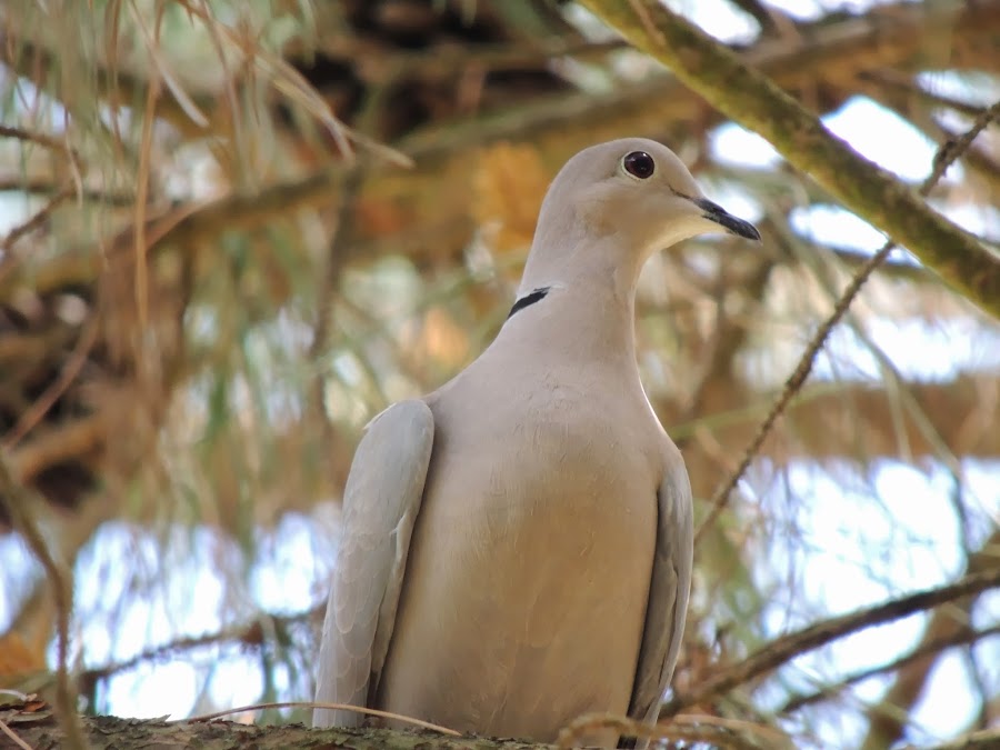 STREPTOPELIA DECAOCTO