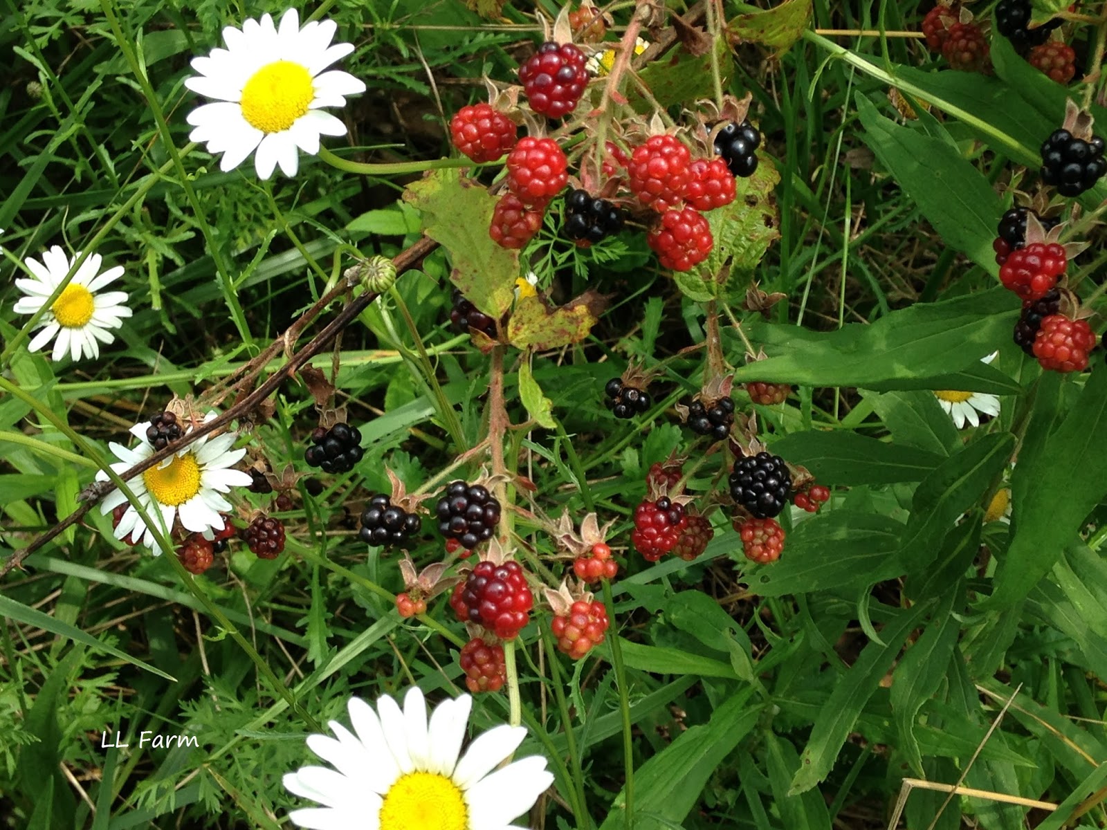 LL Farm Wild Blackberries