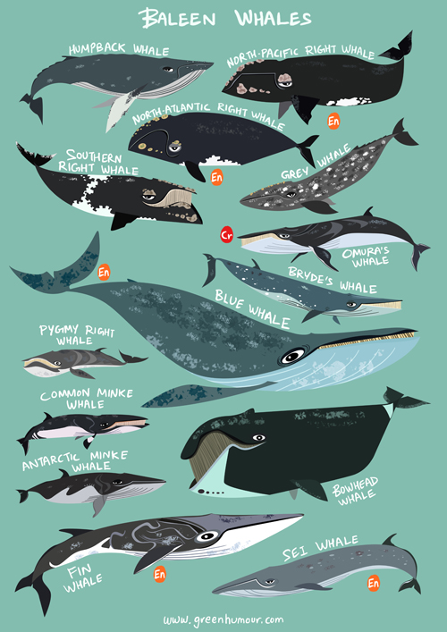 Forced male anal insertion Sperm whales baleen