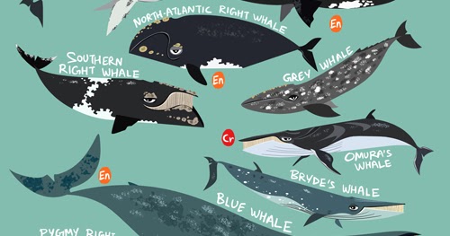 green humour baleen whales