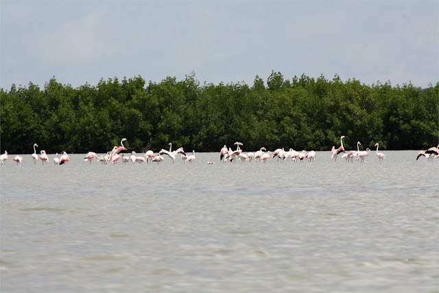 Flamingos a estribor