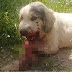 ΣΟΚ ΣΤΟ ΠΑΝΕΛΛΗΝΙΟ: Καθάρματα τοποθέτησαν κροτίδες στο στόμα σκύλου και εξερράγησαν!Χρειάστηκε να του γίνει ευθανασία-1.000 ευρώ σε όποιον δώσει πληροφορίες για τον δράστη.