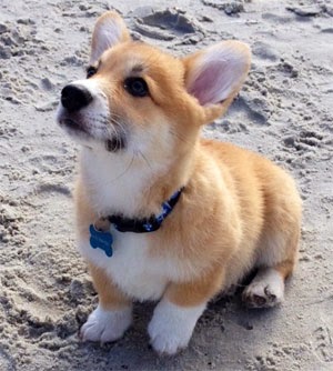 Taking Care Of The Medium Sized Dogs Lol Picture Collection The Medium Sized Dogs Can Be Kept In An Apartment Or A Yard Its Personality Does Not Depend On Size But Those Are Preferred As