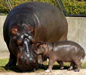 Hipopótamos Foto de hipopótamos (madre e hijo)